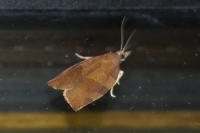 Pandemis heparana