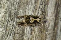 Zeiraphera isertana