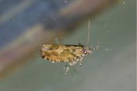 Zeiraphera isertana
