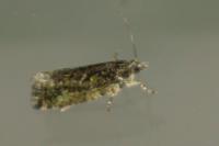 Zeiraphera isertana