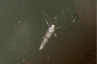 Paraswammerdamia nebulella