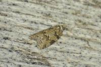 Cnephasia