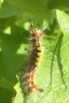 Orgyia antiqua