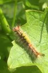 Orgyia antiqua