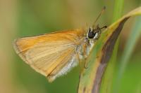 Thymelicus lineola