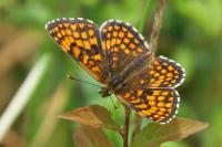 Melitaea athalia