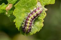 Aglaope infausta