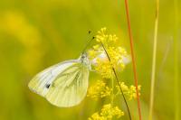 Pieris napi