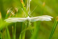 Pterophorus pentadactylus