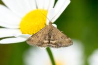 Pyrausta despicata