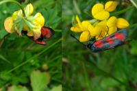 Zygaena transalpina