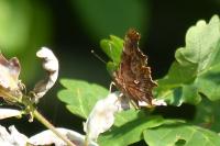 Polygonia c-album