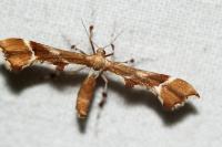 Cnaemidophorus rhododactylus