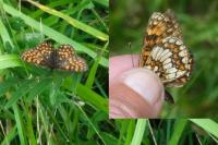Melitaea athalia