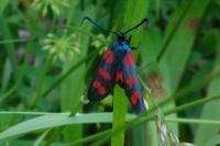 Zygaena filipendulae