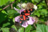 Zygaena ephialtes
