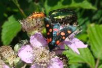 Zygaena ephialtes