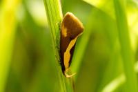 Harpella forficella