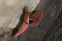 Deilephila elpenor
