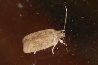 Agonopterix scopariella