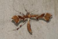Cnaemidophorus rhododactylus