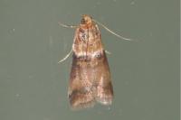 Acrobasis tumidana
