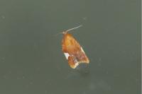 Acleris holmiana