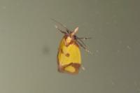 Agapeta zoegana