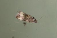 Endothenia
