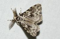 Lymantria monacha