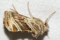 Euchalcia modestoides