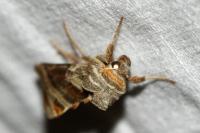 Euchalcia modestoides