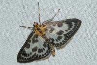 Anania hortulata