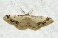 Idaea trigeminata