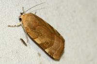 Noctua fimbriata