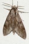 Hyloicus pinastri