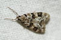 Eudonia delunella