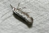 Yponomeuta irrorella