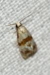 Phalonidia contractana