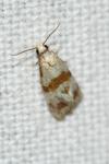 Phalonidia contractana