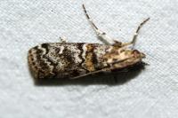 Dioryctria abietella