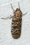 Dioryctria abietella