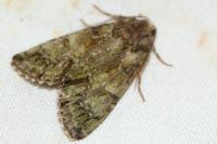 Polyphaenis sericata