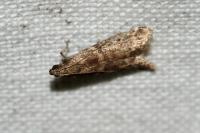 Ephestia