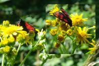 Zygaena transalpina