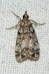 Eudonia lacustrata