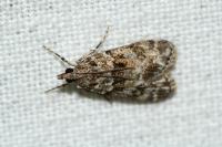 Eudonia mercurella