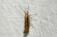 Plutella xylostella