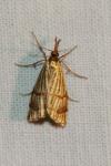 Chrysocrambus linetella