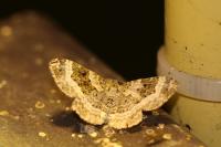 Epirrhoe alternata